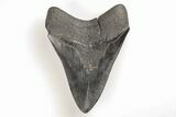 Bargain, Fossil Megalodon Tooth - South Carolina #196863-1